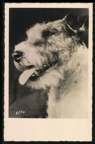 AK Terrier mit hängender Zunge