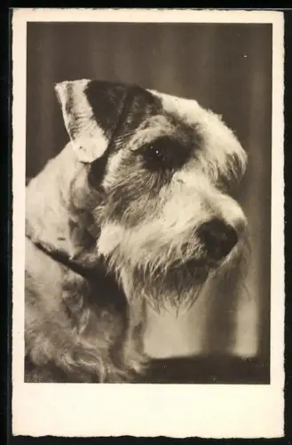 AK Terrier mit geneigtem Kopf