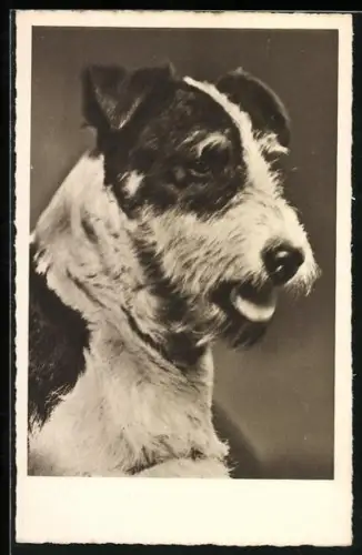 AK Terrier mit konzentriertem Blick