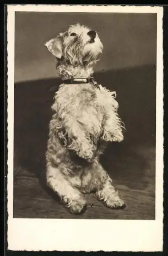 AK Terrier beim Männchen machen