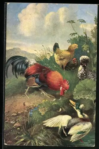 AK Hahn pickt im Gras, Vogelarten, Ostern