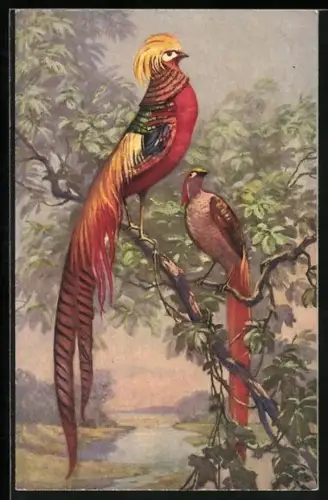 AK Zwei Fasane auf einem Baum am Fluss