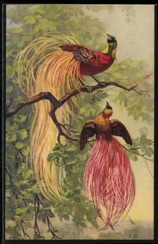 AK Zwei bunte Vögel mit langem Gefieder im Urwald