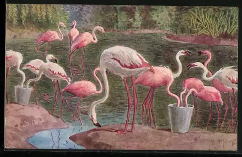 AK Flamingos am Wasser mit Futtereimern