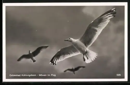 AK Möwen im Flug