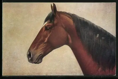 AK Kopf eines Pferdes, Brauner