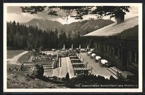 AK Rottach-Egern b. Tegernsee, Alpenwildpark, Terrasse, Hirschberg