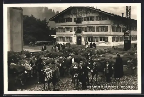 AK Oberstaufen i. bay. Allgäu, Alp-Abtrieb, Bauern, geschmücktes Vieh vor Gasthaus
