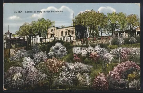 AK Guben, Kaminsky Berg in der Baumblüte, Gebäude-Panorama