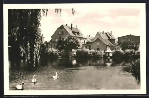 AK Grafenwöhr /Oberpfalz, Stadtweiher, Wohnhäuser, Schwäne
