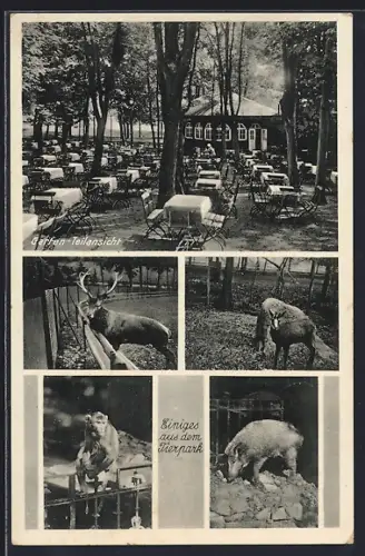 AK Plauen / Vogtland, Gasthaus Holzmühle, Terrasse, Tierparkbewohner