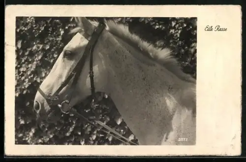 AK Edle Rasse, Portrait eines Schimmels