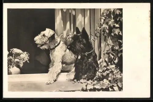 Foto-AK Zwei junge Terrier auf einer Fensterbank