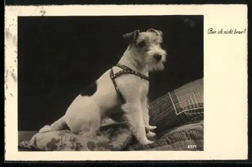AK Bin ich nicht brav?, Kleiner Terrier mit Geschirrr