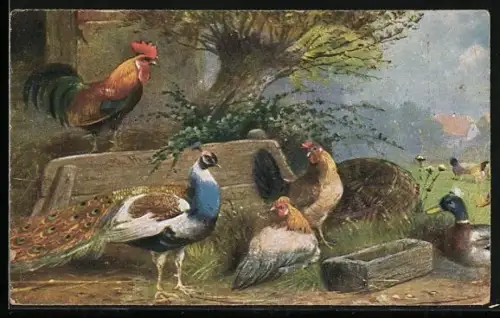 AK Hühner, Ente und Fasan vor einem Stallgebäude