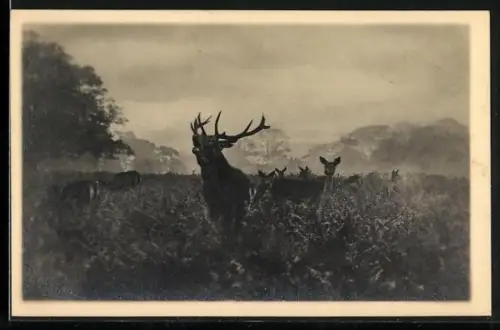 AK Schreiender Platzhirsch vor Bergpanorama