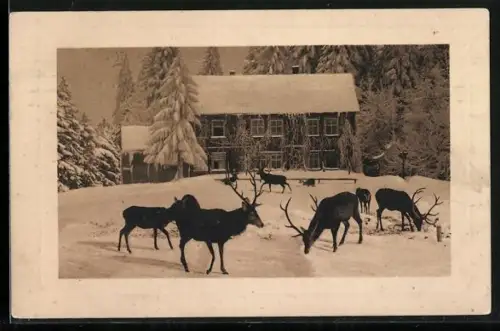 AK Äsende Hirsche im Schnee vor einem Anwesen