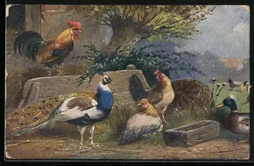 AK Geflügel, Hahn mit Hühnern, Ente und Pfau