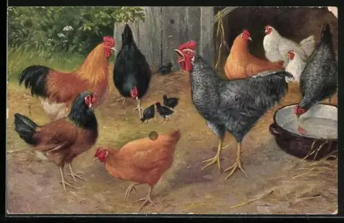 AK Hühner und krähender Hahn