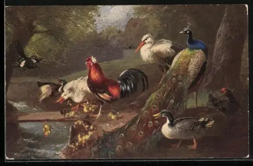 AK Pfau, Storch, Hühner und Enten versammeln sich an einem Teich im Wald