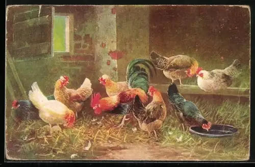 AK Hühner im Stall vor dem Fenster