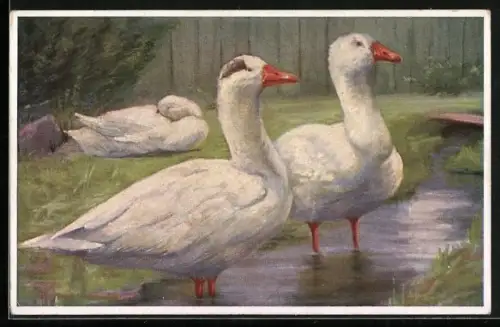 AK Gänse in einem Bach