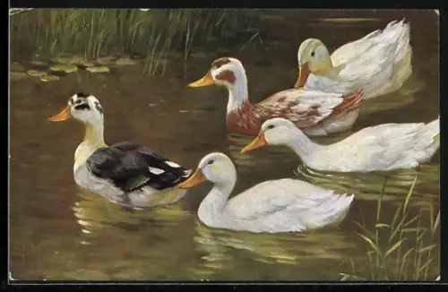 AK Schwimmende Entengruppe im See