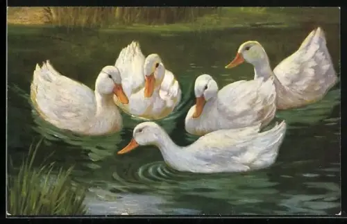 Künstler-AK Weisse Enten in einem Teich