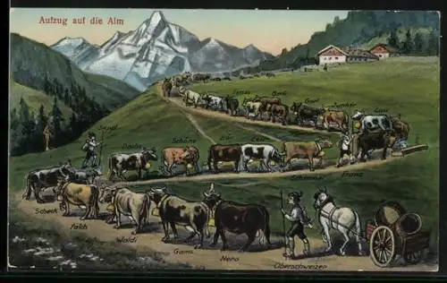 AK Kühe beim Aufzug auf die Alm, Oberschweizer mit Seppl treibt die Tiere an