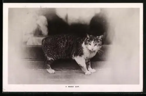 AK Isle of Man, A Manx Cat