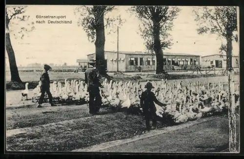 AK Gänsetransport nach Deutschland