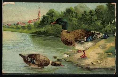 AK Entenpaar an einem Ufer