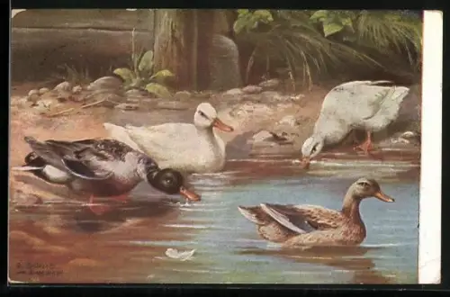 AK Enten an einem Gewässer
