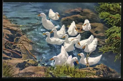 AK Weisse Enten im Wasser zwischen Felsen