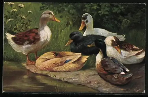 AK Verschiedene Enten am Rand eines Teiches