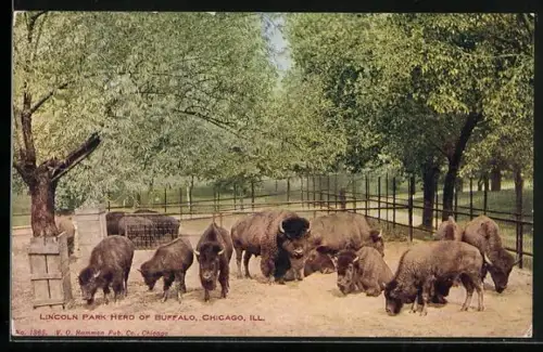 AK Chicago, Ill., Lincoln Park, Herd of Buffalo