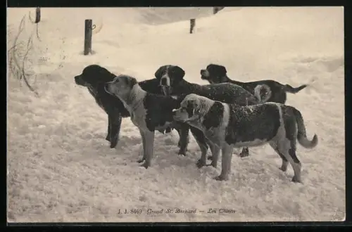 AK Bernersennenhunde im Schnee