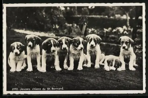 AK Grand St. Bernard, Jeunes chiens