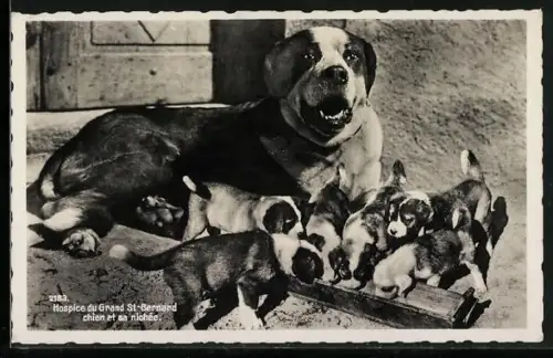 AK Grand St. Bernard, Chien et sa nichée