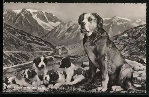 AK Grand St. Bernard, Chiens et Hospice du Grand St. Bernard