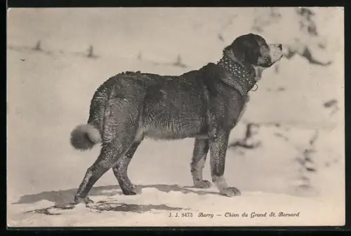 AK Bernhardiner im Schnee, Barry - Chien du Grand St. Bernard