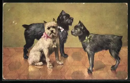 AK Drei Terrier mit Halsschleifen