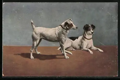 AK Zwei Terrier mit Halsband