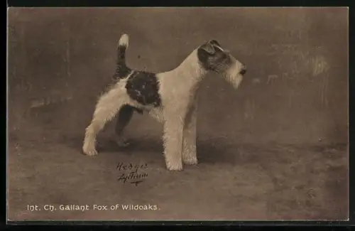AK Int. Ch. Gallant Fox od Wildoaks, Portrait