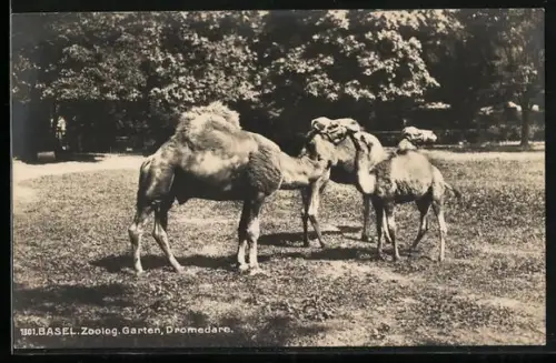 AK Basel, Zoolog. Garten, Dromedare