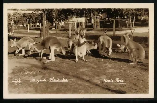 AK Australia, Koala Park, Känguruhs im Freigehege