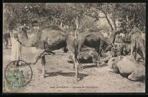 AK Algérie, Groupe de Chameaux