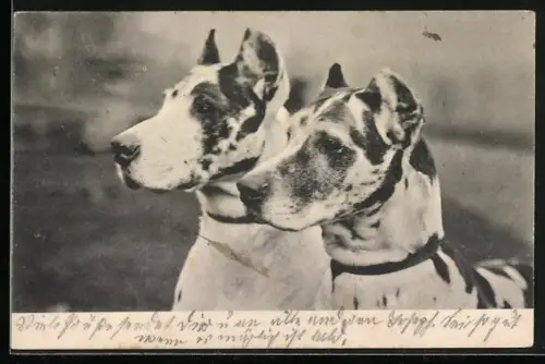 AK Zwei Dobermänner mit Halsbändern, Portrait