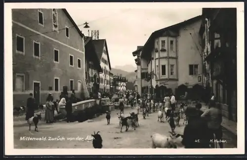 AK Mittenwald, Bergabtrieb der Ziegen von der Alm