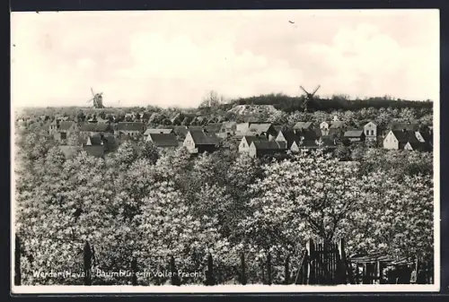 AK Werder /Havel, Baumblüte, Windmühlen, Ortsansicht